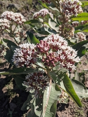 Asclepias hallii