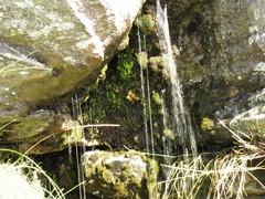 Hymenophyllum capense