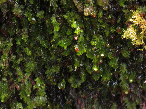 Image of Hymenophyllum capense by (c) Jeremy Gilmore, some rights reserved (CC BY)