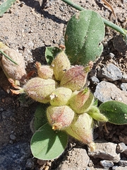 Tripodion tetraphyllum image