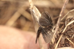 Epichnopterix pulla
