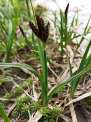 Carex parviflora