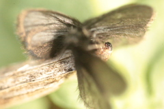 Epichnopterix pulla