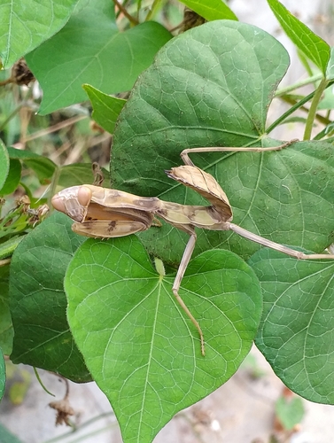 Giant Asian Mantis (Hierodula tenuidentata) photo 2