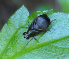 Diploptera punctata