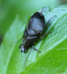 Diploptera punctata
