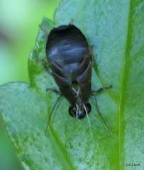 Diploptera punctata