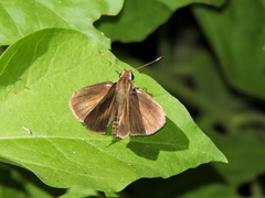 Synapte pecta