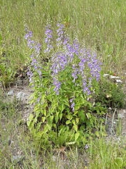 Campanula rapunculoides