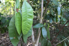Pimenta dioica