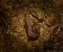 Cotylana angustifrons