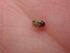 Cryptocephalus pygmaeus