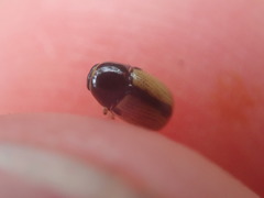 Cryptocephalus pygmaeus