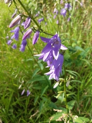 Campanula rapunculoides