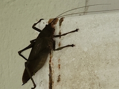Balboana tibialis
