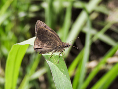 Pellicia dimidiata dimidiata
