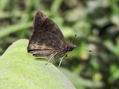 Pellicia dimidiata dimidiata