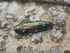 Agrilus biguttatus