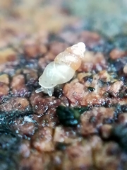 Carychium tridentatum