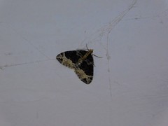 Ecliptopera capitata