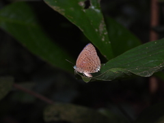 Arhopala sublustris