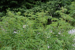 Sanguisorba dodecandra