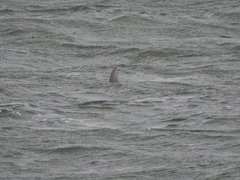 Carcharhinus limbatus