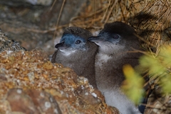 Little Penguin photo 4