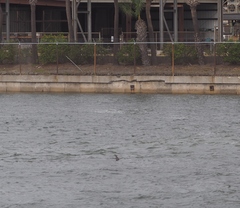 Carcharhinus limbatus