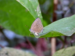Arhopala sublustris
