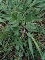 Vicia narbonensis