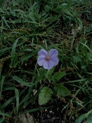 Erodium gruinum