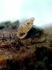 Carychium tridentatum
