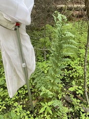 Dryopteris clintoniana