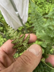 Dryopteris clintoniana