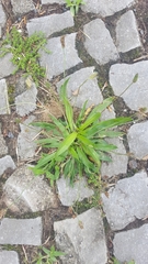 Plantago lanceolata