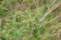 Pentanema squarrosum