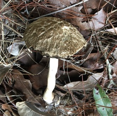 Boletellus ananas image