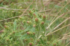 Pentanema squarrosum