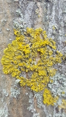 Xanthoria parietina