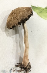 Boletellus ananas image