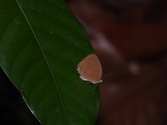 Arhopala epimuta
