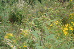 Pentanema squarrosum