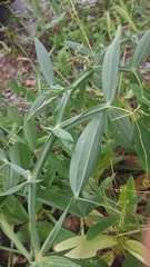 Lathyrus latifolius