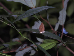 Arhopala silhetensis