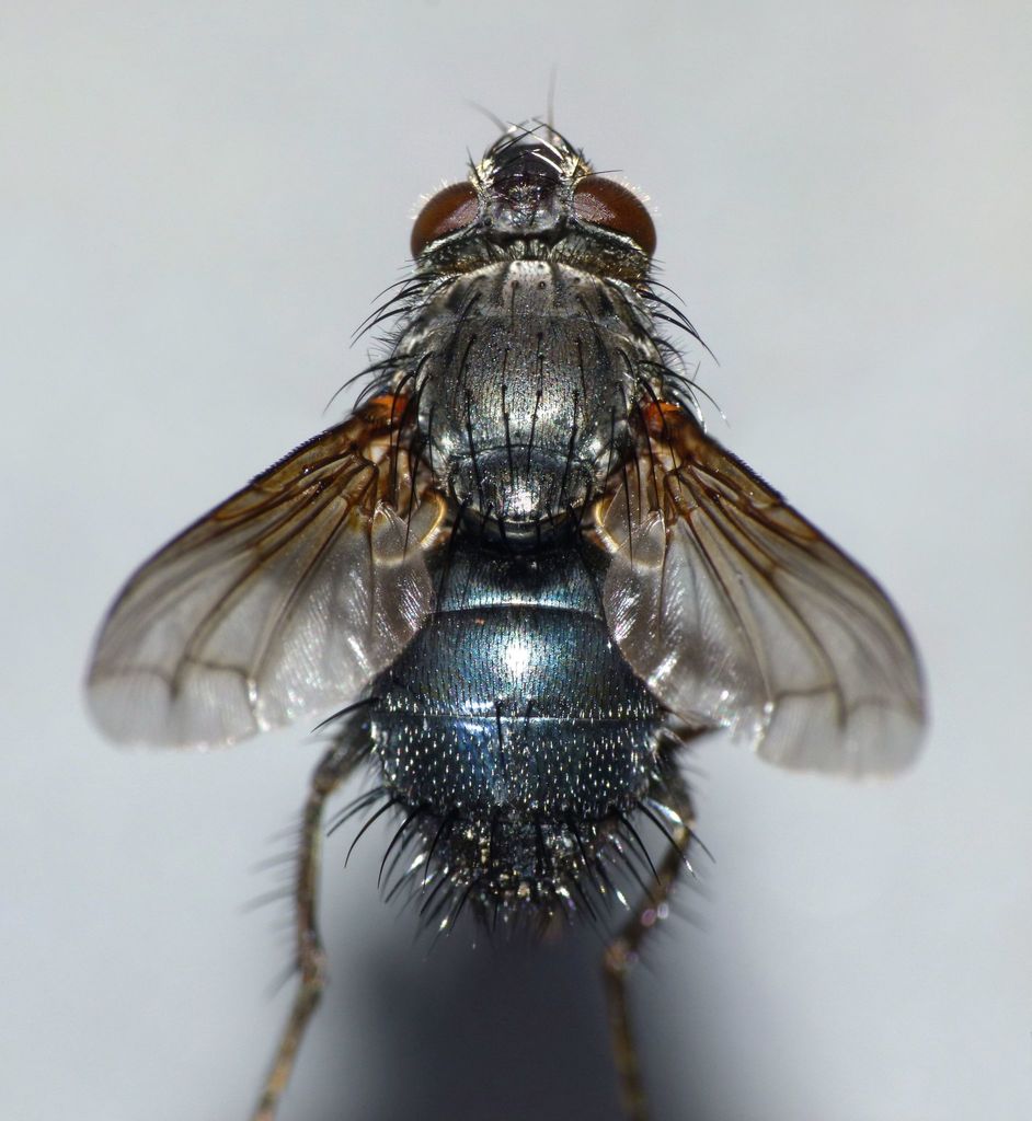 Occisor