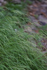 Agrostis agrostiflora