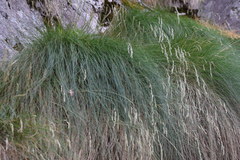 Festuca scabriculmis