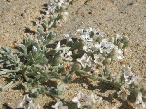 Cressa truxillensis