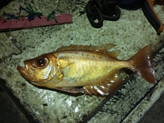 Priacanthus arenatus